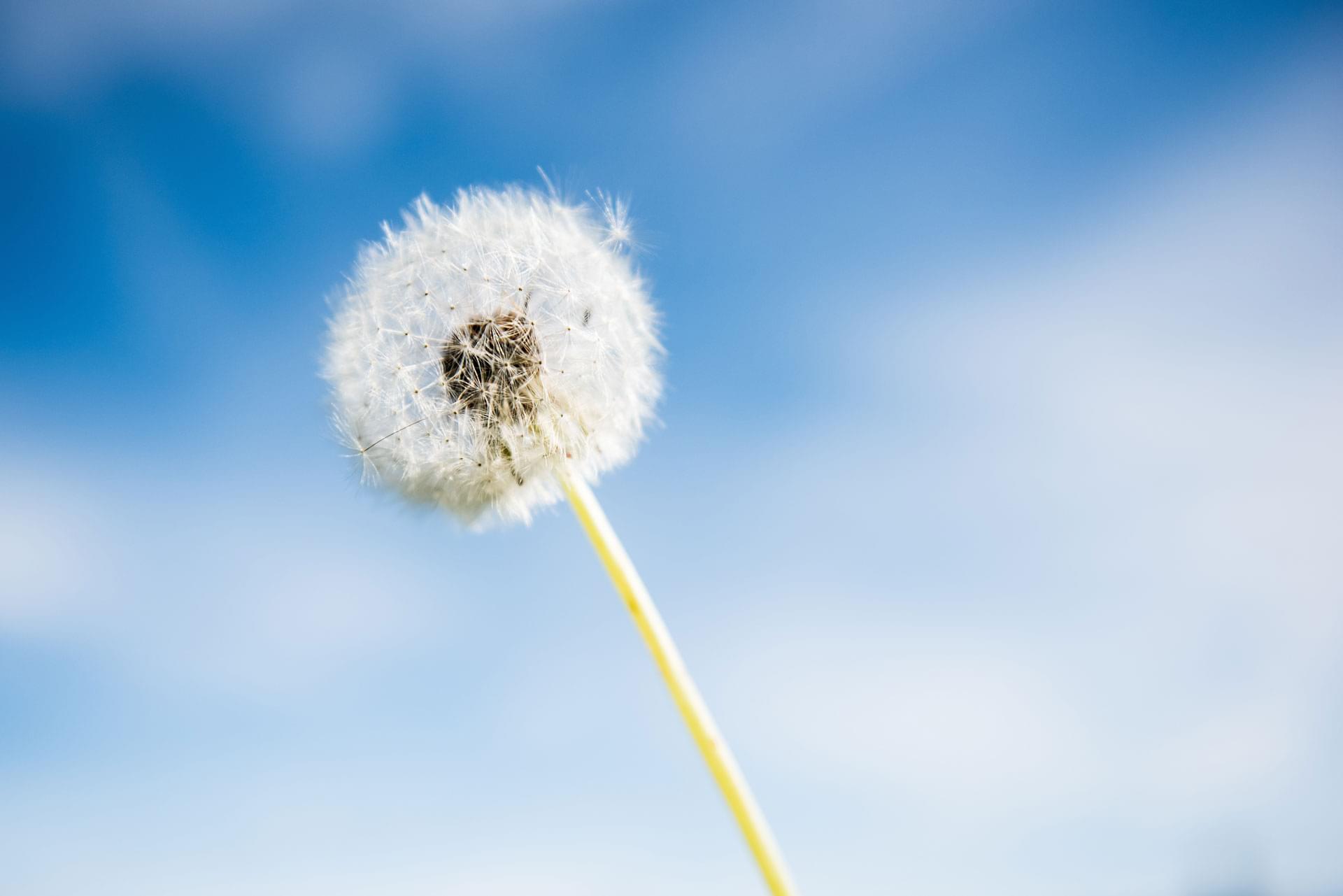 Pusteblume vor blauem Himmel