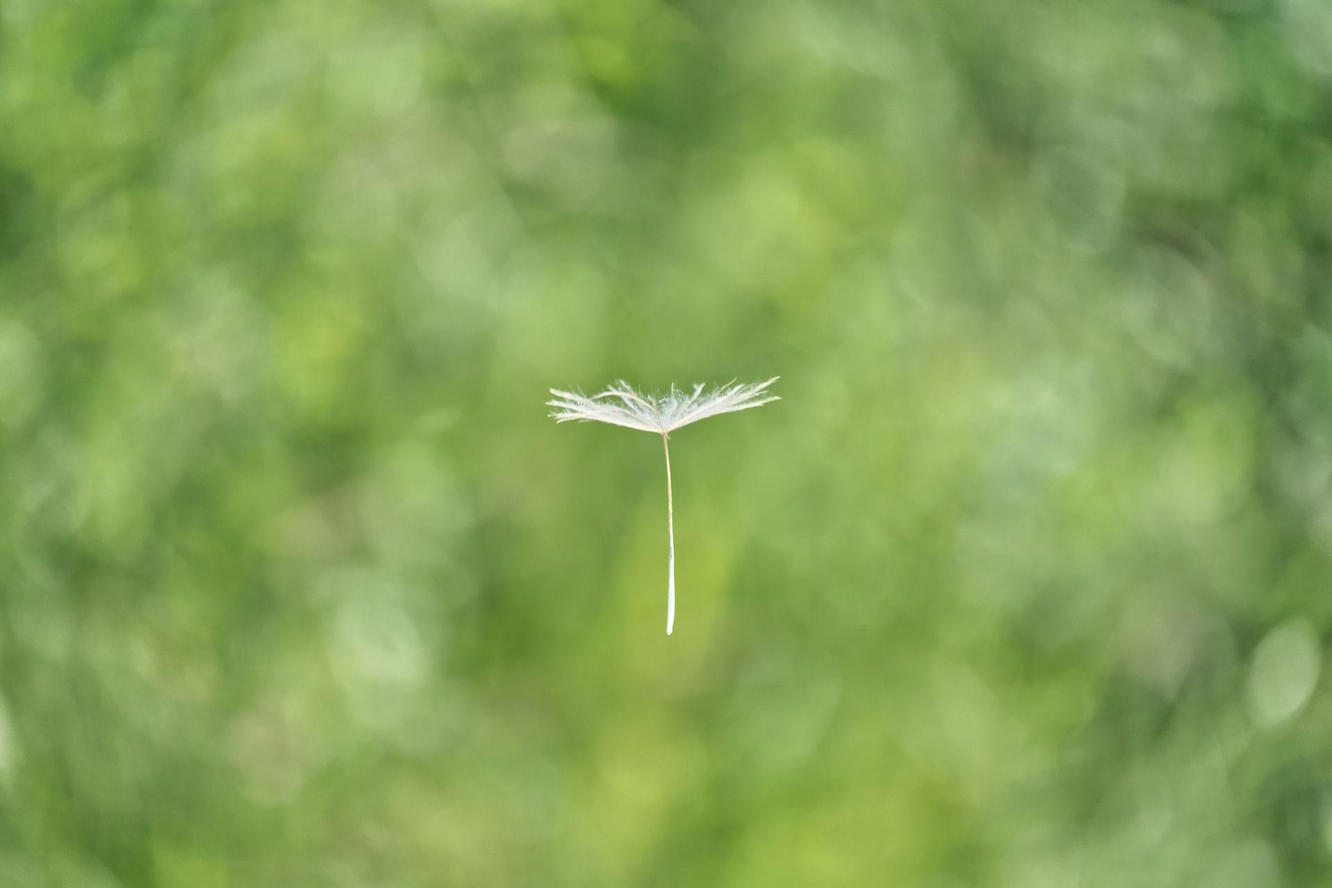 Schirmflieger Pusteblume vor grünem Hintergrund