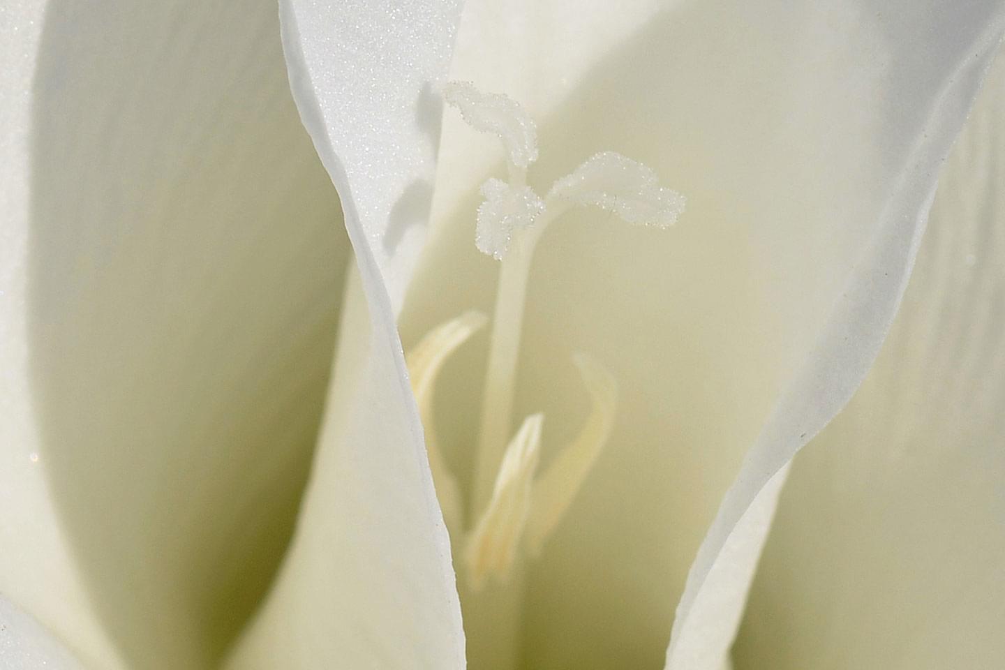 Trauerfloristik, Blumen für Trauerfeier, weiße Trauerblume © Franz Ludwig Sebastian