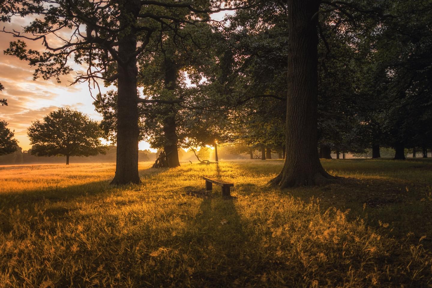 Wald mit Sonnenuntergang