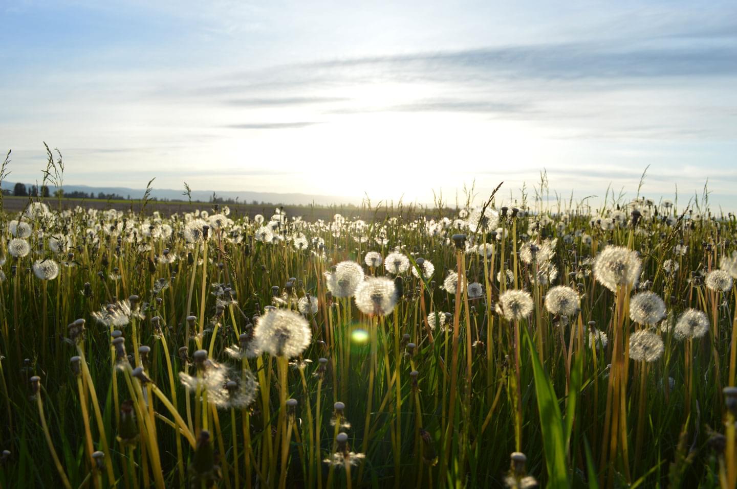 Wiese mit Pusteblumen