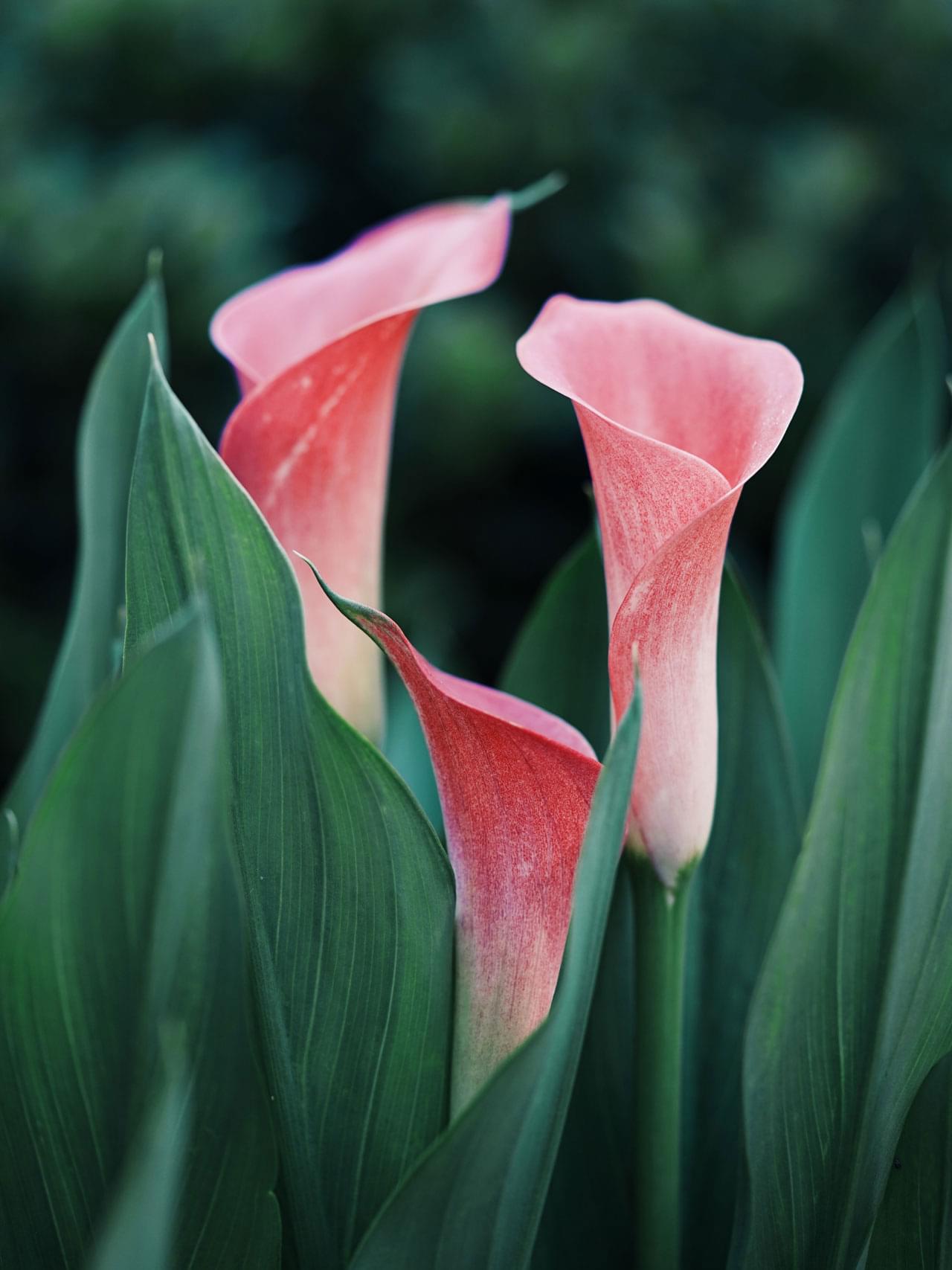 Calla