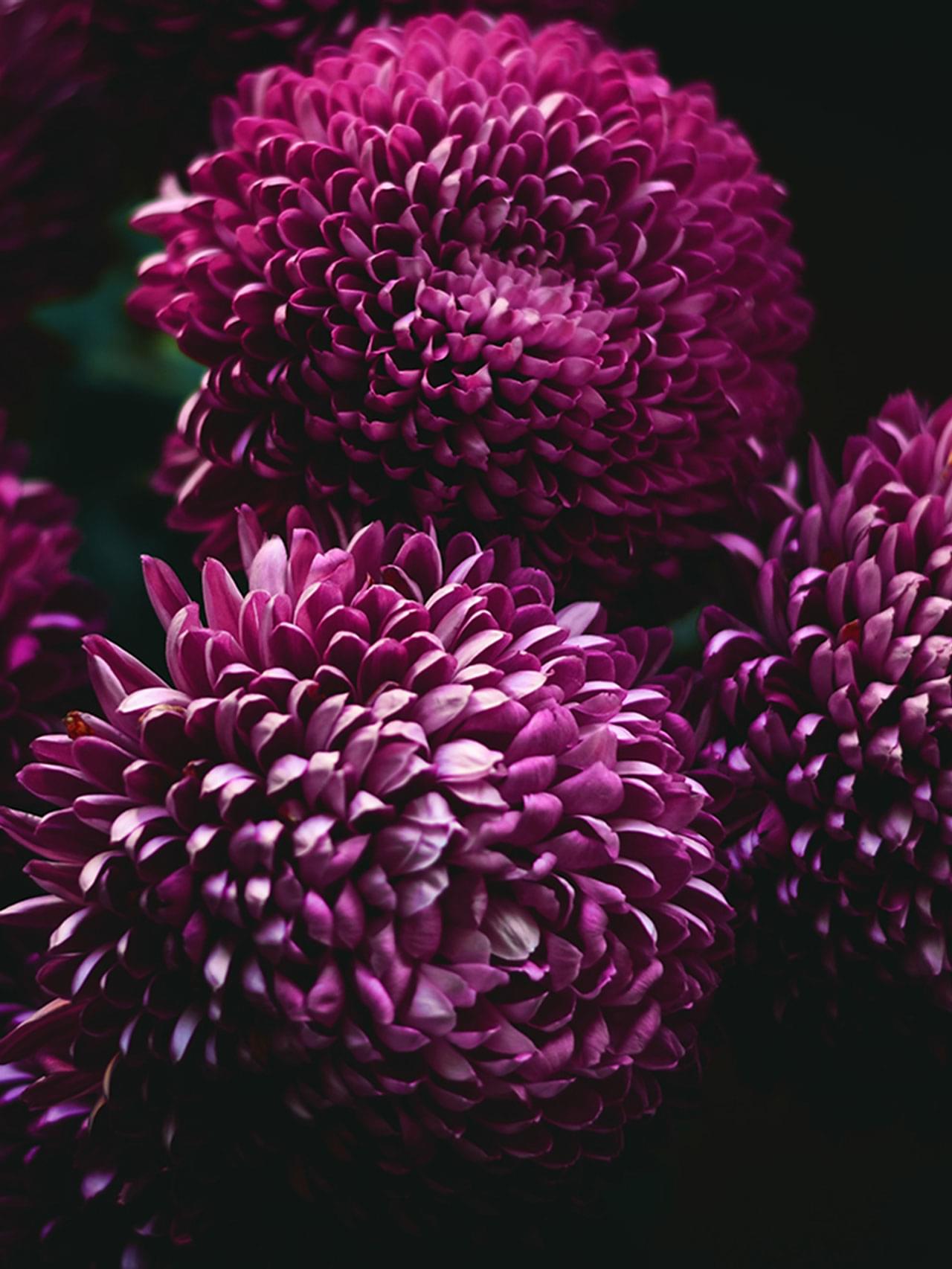 Chrysanthemen