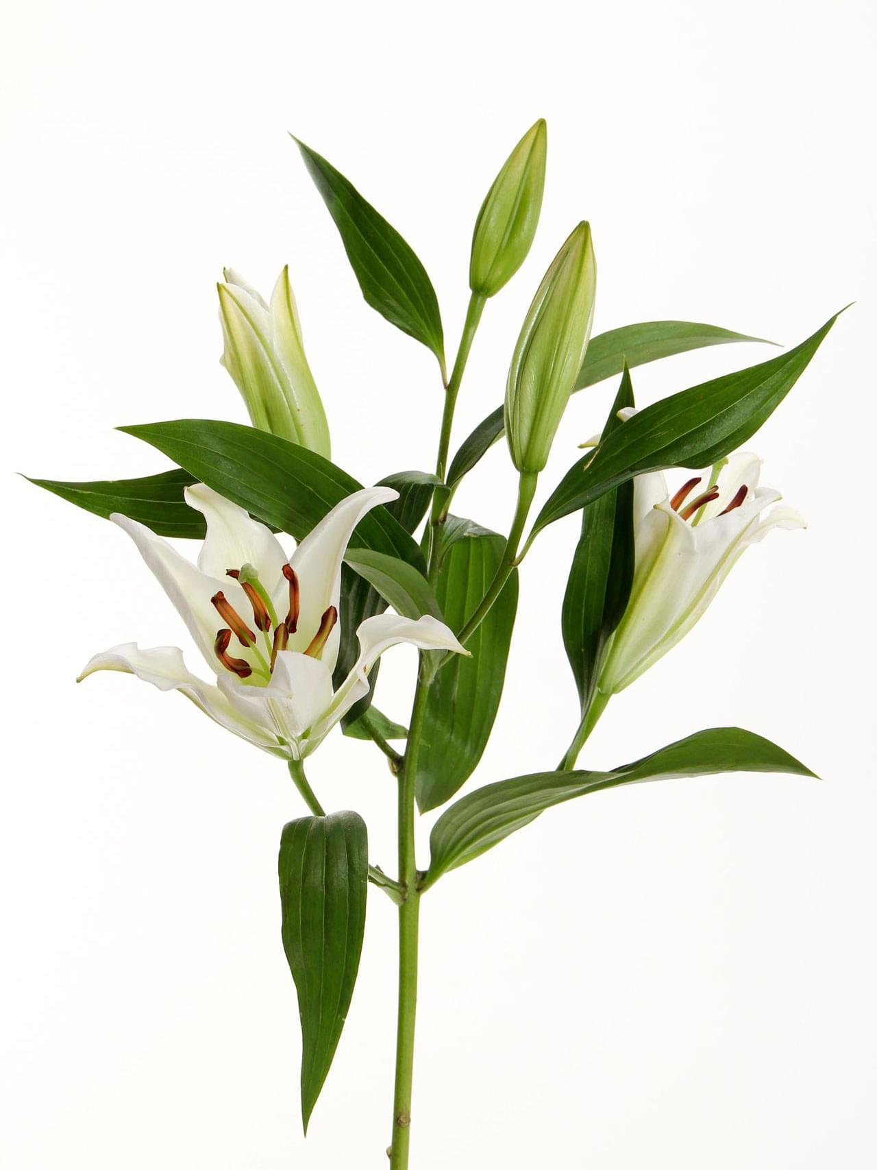 Lilien