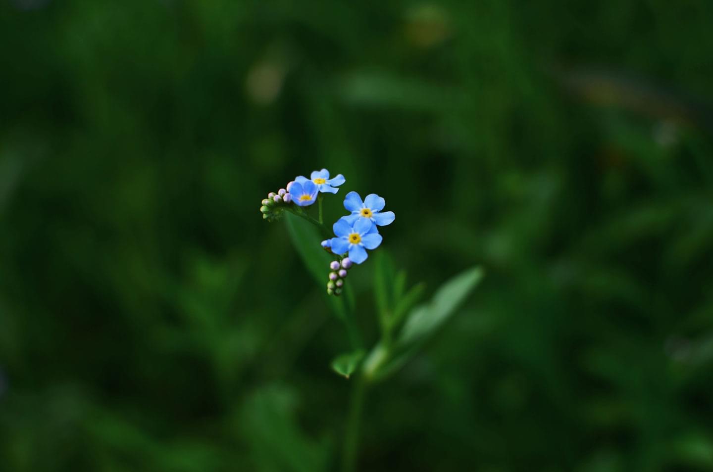 Vergissmeinnicht, Blaue Blume auf grüner Wiese